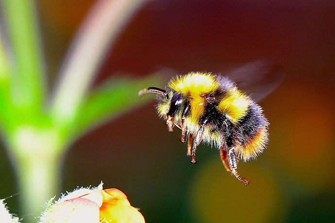 Bumblebees in your Garden