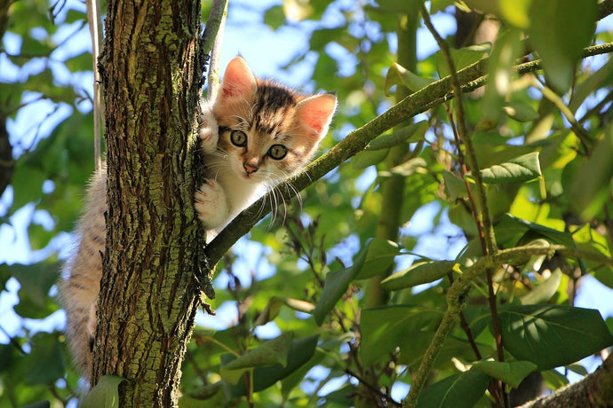 Your cat and your Garden Birds
