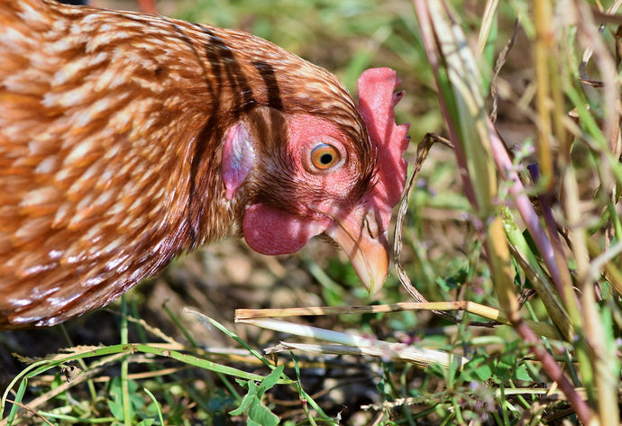 Why feeding your hens with Bokashi is good for them... and you!
