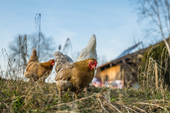 Getting Started & Looking after Hens