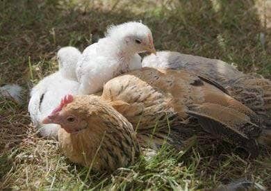 Our Live Bokashi Makes an Eggs-ellent Treat for Hens