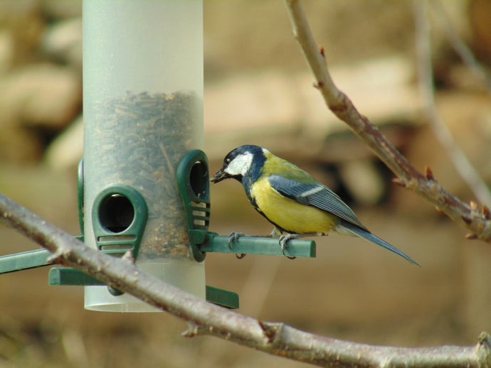 Feed the birds