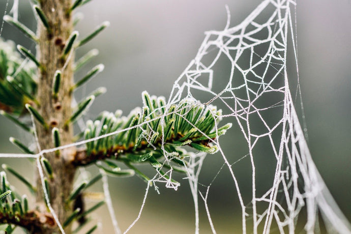 What to Feed Birds in the Frost