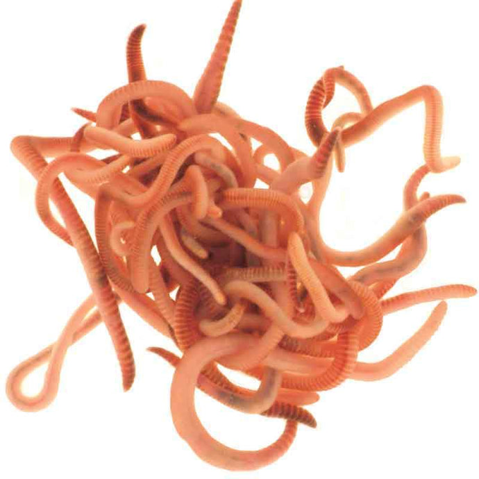 Wonder Worms!
