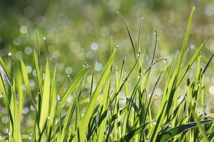 Here's your excuse to mow the lawn... LESS!