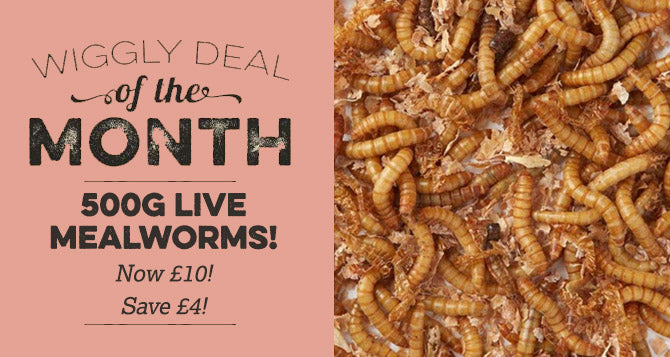 Our Deal of the Month March 2022 - 500g Live Mealworms for £10 (Saving £4)