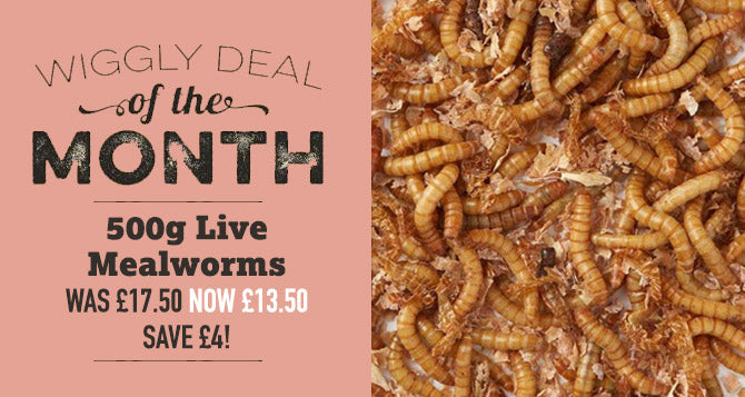 Our Deal of the Month March 2023 - 500g Live Mealworms for £13.50 (Saving £4)
