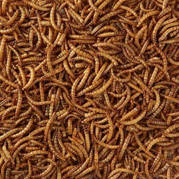 Can I Use Dried Mealworms Instead of Live?