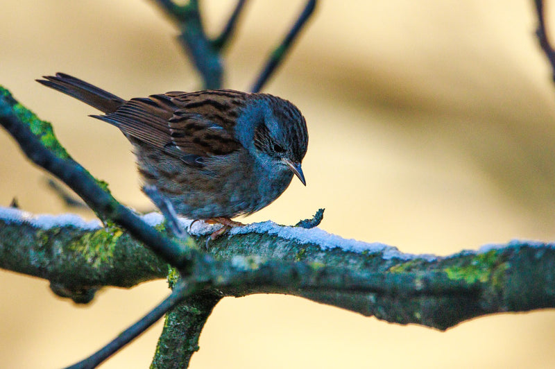 #grownnotflown Seasonal Arrangements from The Great British Florist - 2nd September 2019