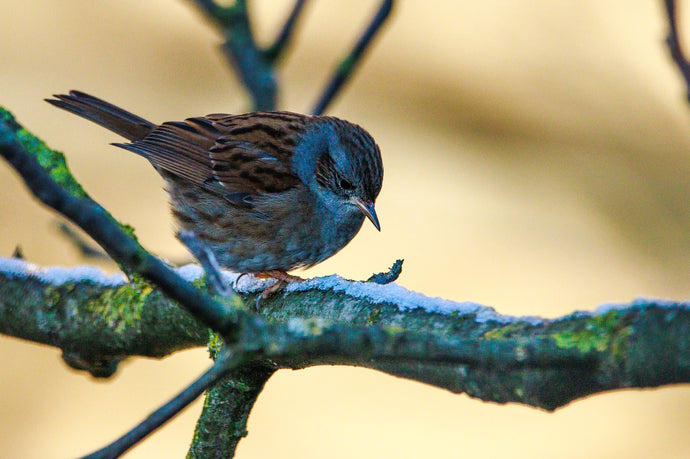 When to feed your Garden Birds