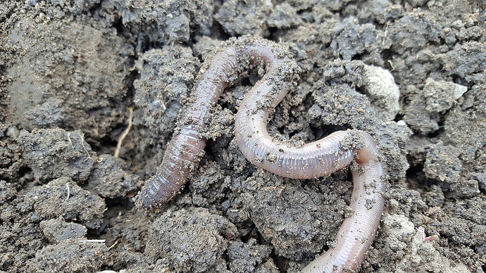 How many worms do I have in my garden?