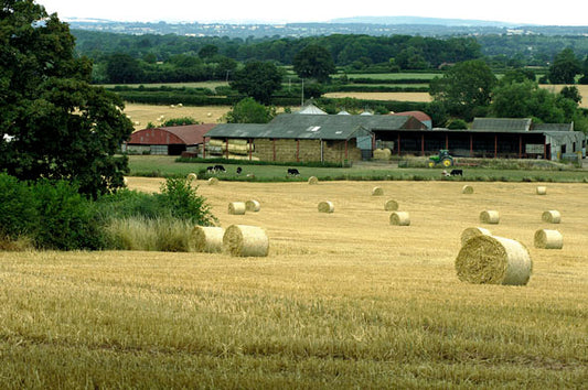 IMPORTANT WIGGLY UPDATE: