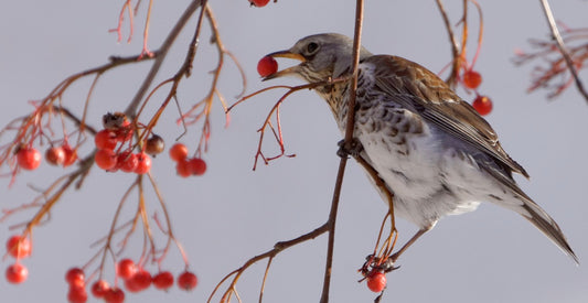 Birdy Problems...