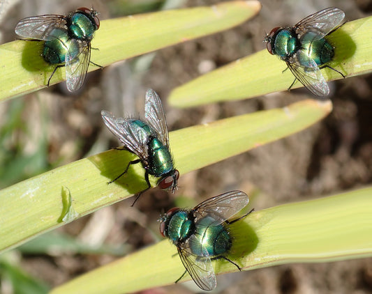 What do I do about flies in my wormery?