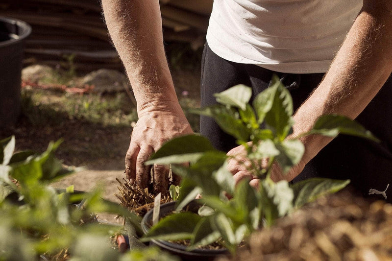 Why Should I Add Mulch to My Plants?