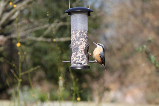 Grow an Edible Hedge ‚Äì A Tasty Treat for you and your Garden Wildlife