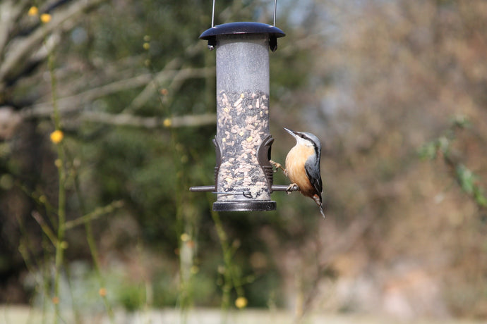 Where should you put out food for your visitors?