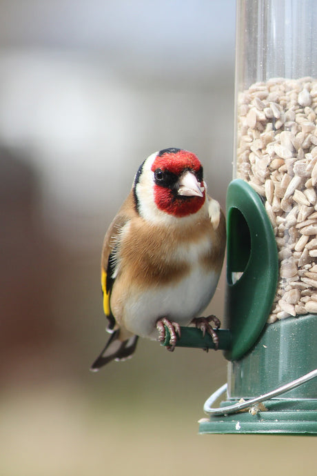 A Glorious Goldfinch!