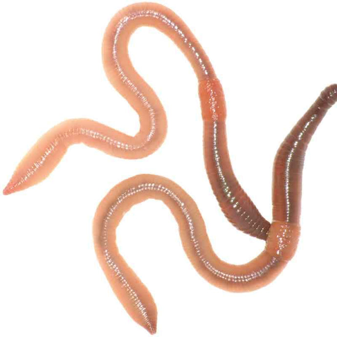 Replenish tired and impoverished soils the natural way... with lots of extra worms.