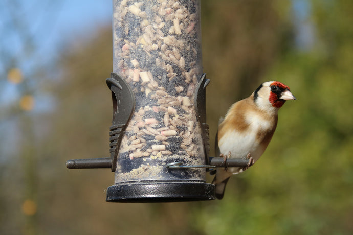 What to feed birds now...