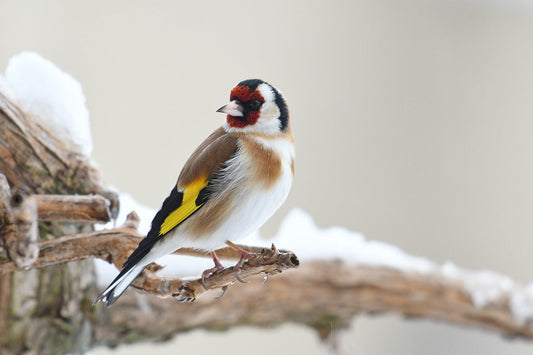 5 Top Winter Bird Feeding Tips