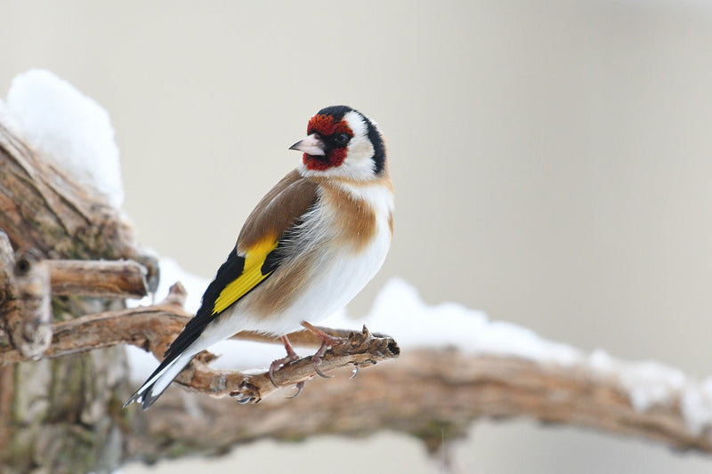 5 Top Winter Bird Feeding Tips