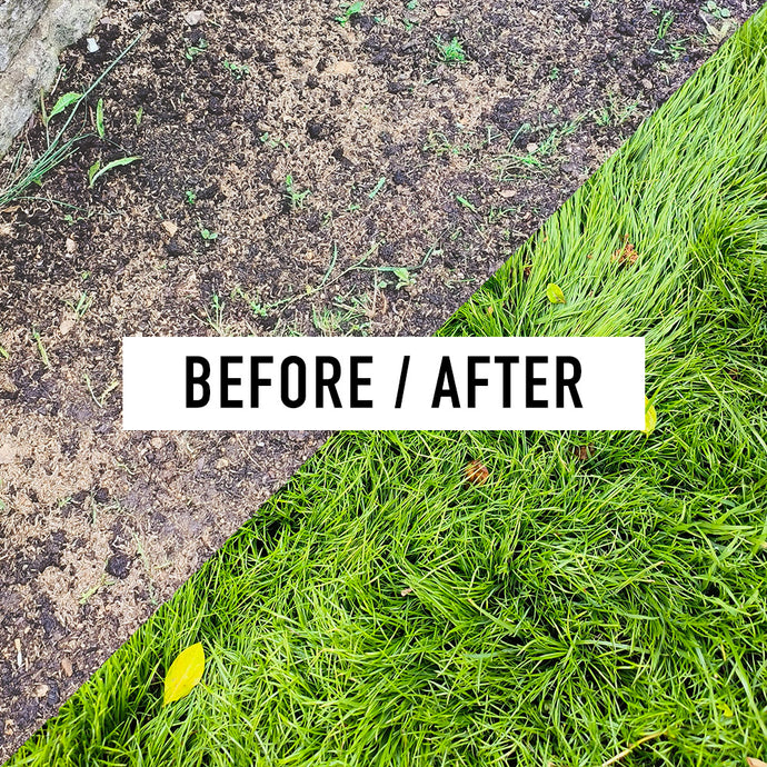 Nurturing New Grass – Seven Tips for the first Seven Days