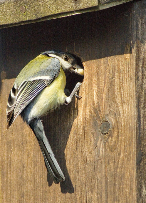 The Great Tit - Britain's most studied bird
