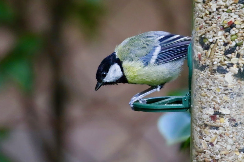 10 tricks to maximise your Birdfeeding potential!