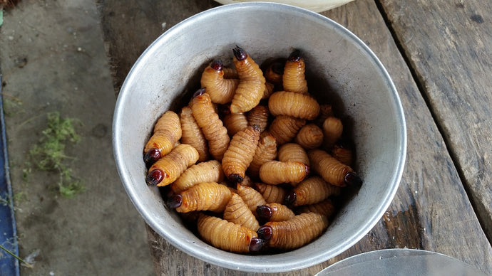 What do I do about Maggots in my wormery?