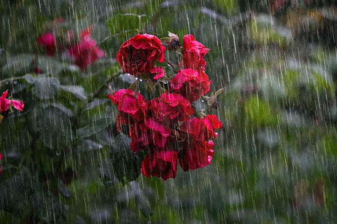 15 Wiggly Tips on helping a Garden Recover from Heavy Rain