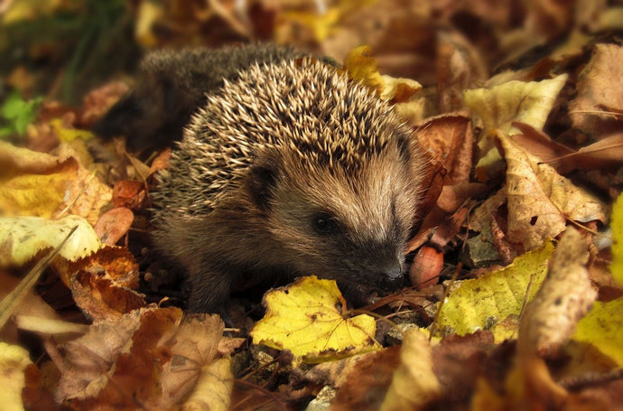 Can we really make a difference to the UK's Wildlife population?