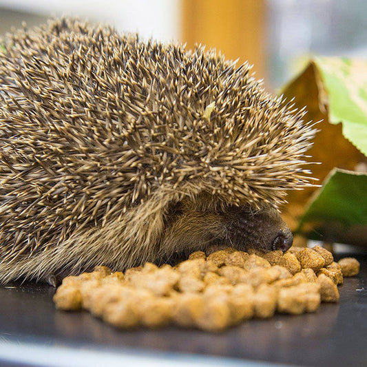 The RSPB myth busting on feeding in July.