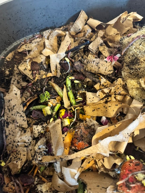 A happy wormery, a cosy blanket and the first worm casts