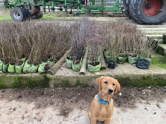 Fern welcoming the thousands of bare root trees ready to plant!