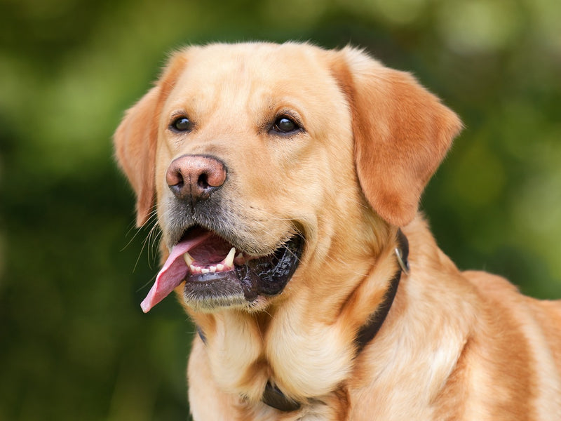 The Lowdown on Bird Seed: Is It Safe for Dogs?