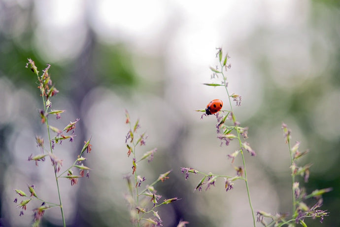 Providing Natural Habitats for Wildlife
