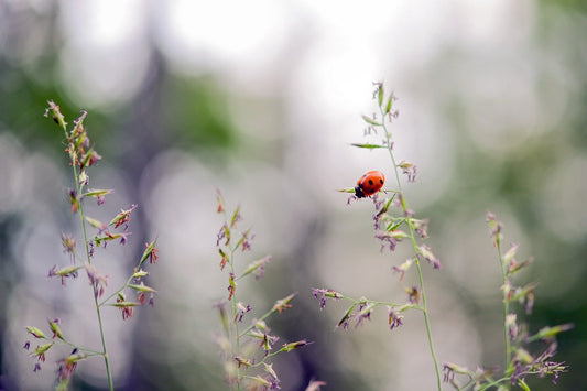 Make your own Bee and Bug Home