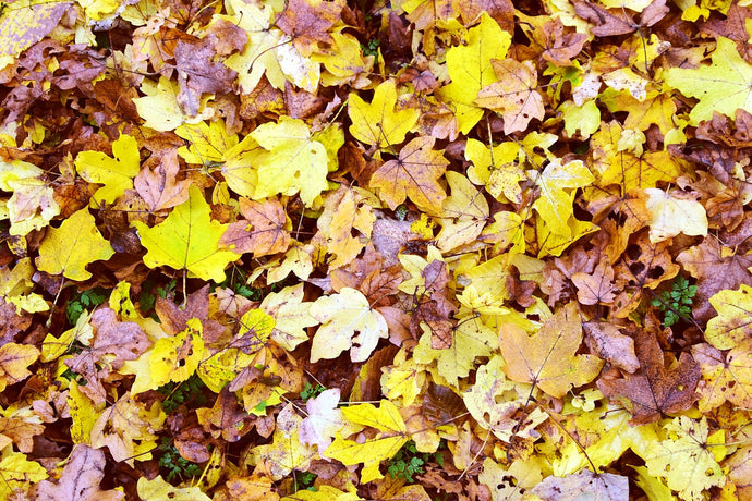Composting Leaves