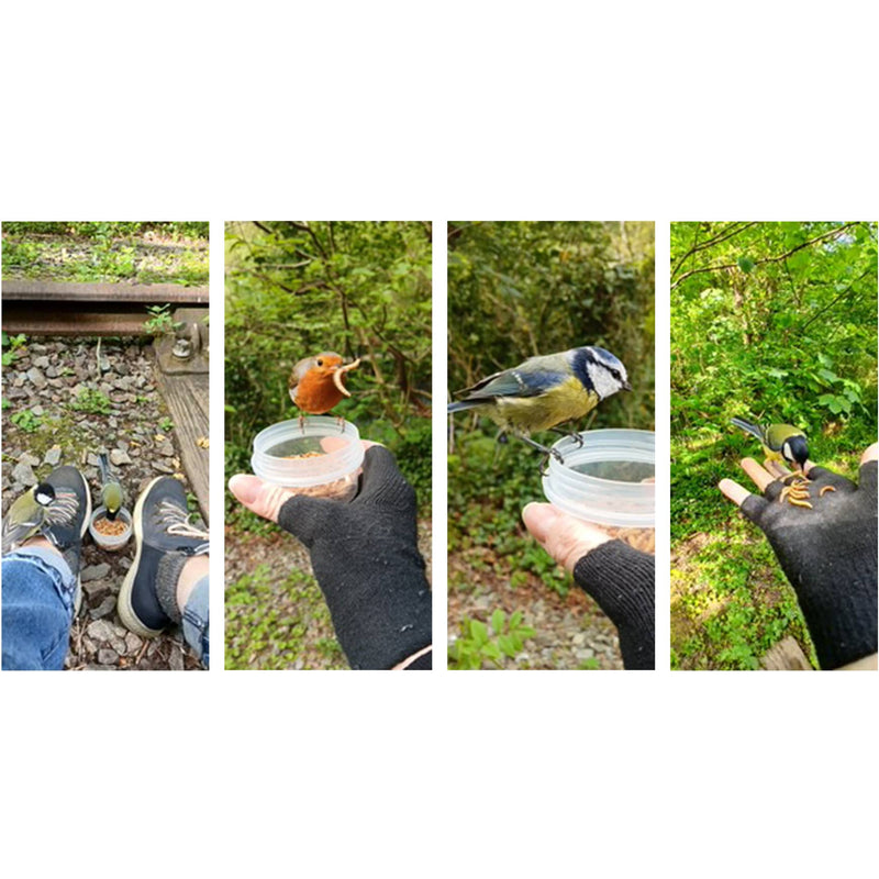 Bob, Bluey and Tit: The Hand-Fed Celebrities of the Local Nature Reserve