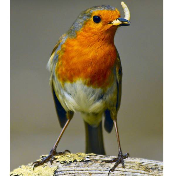 Thanks to Tina Goodyear on Facebook for this video of a Robin munching on some mealworms.