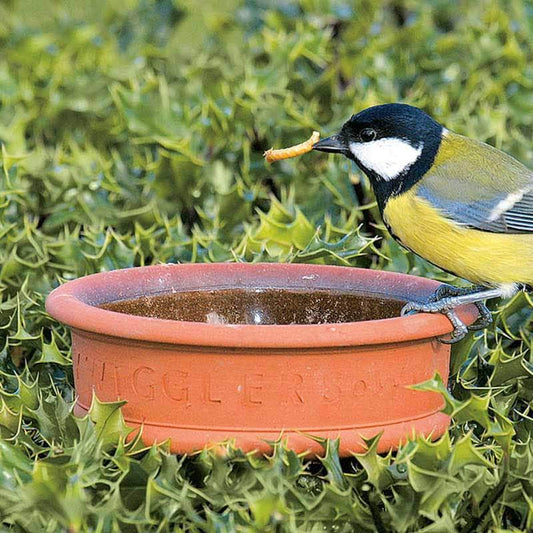 How to look after your live mealworms - even if they're bird breakfast...