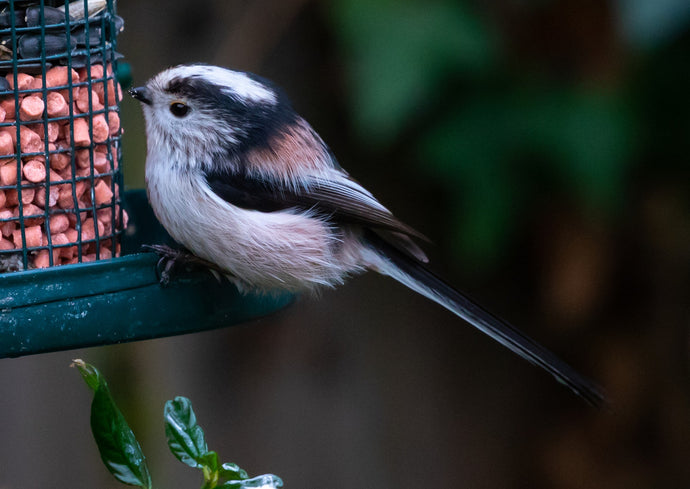 British Birds Favourite Foods
