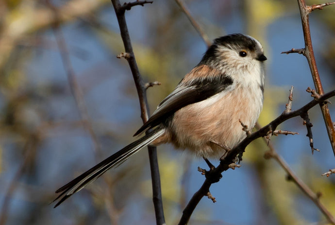 Preventing Food Poisoning in Birds