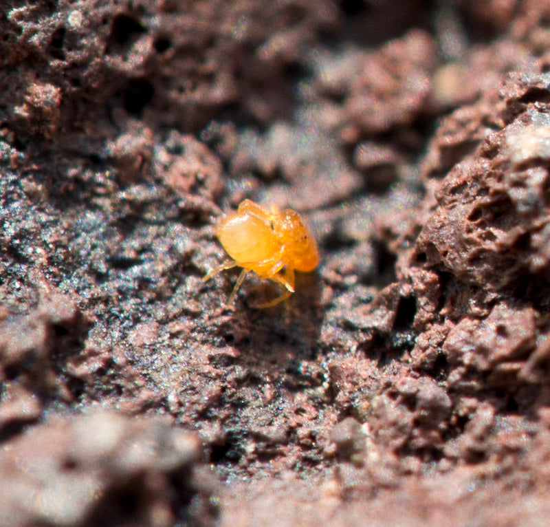 Mites in your worm bin.