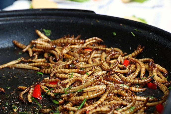 Live mealworms versus dried mealworms for your garden birds