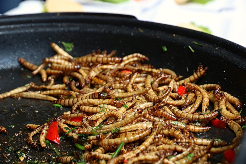Live Mealworms versus Mini Mealworms and Waxworms.