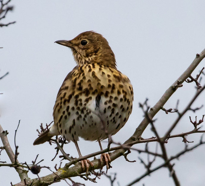 Song Thrush SOS