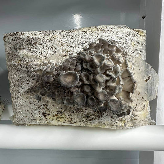 Soil-nerd corner: fungi vs bacteria in compost (and why mushrooms matter)