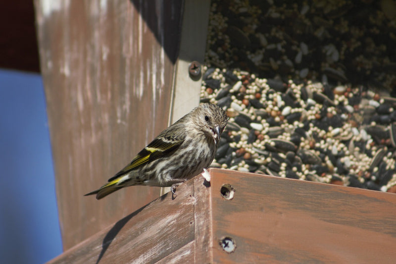 Is my garden a great place for garden birds?